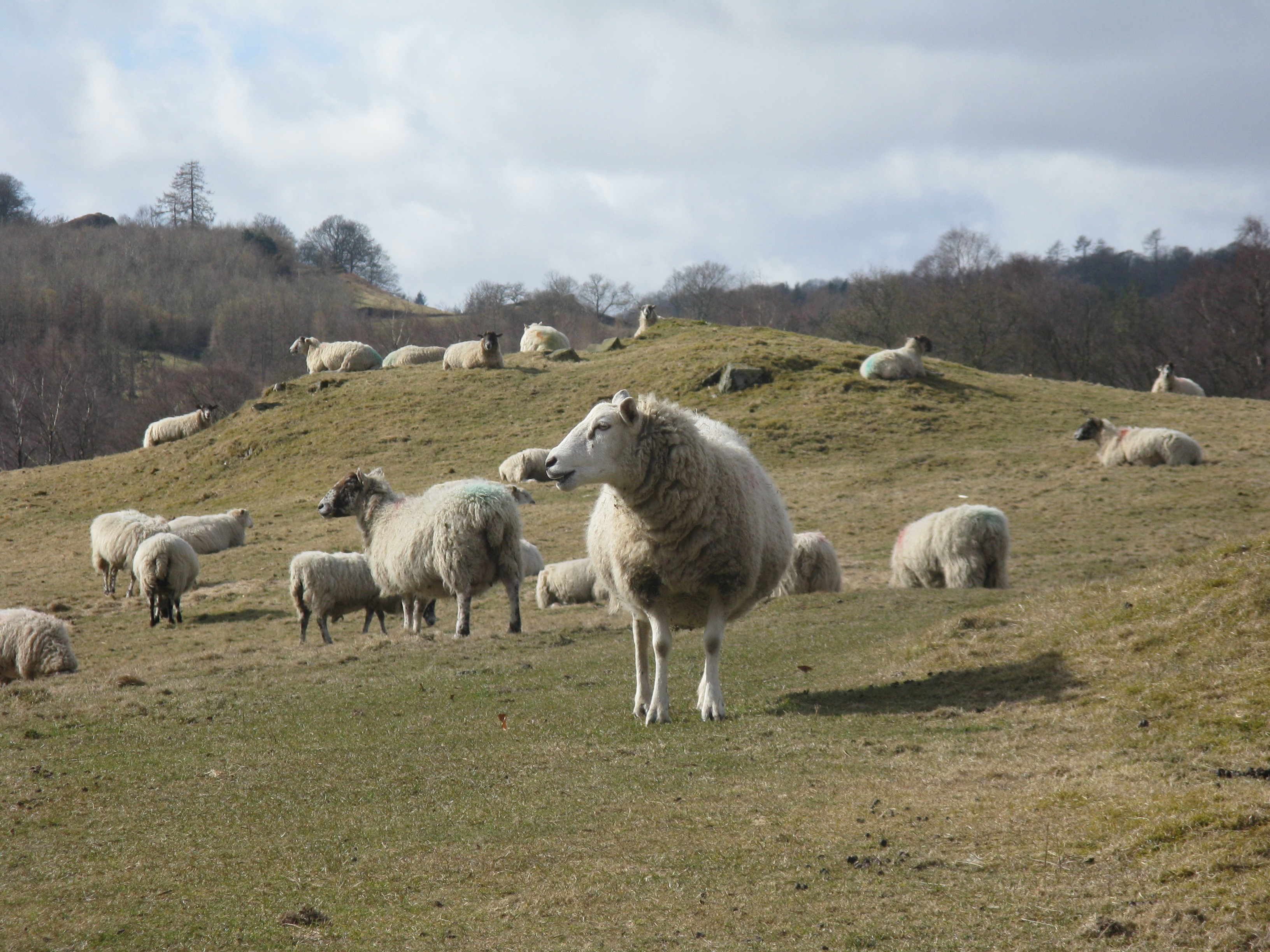 Sheep and Lakes in Ye Olde England