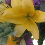 Lillies