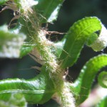 Sword fern close-up