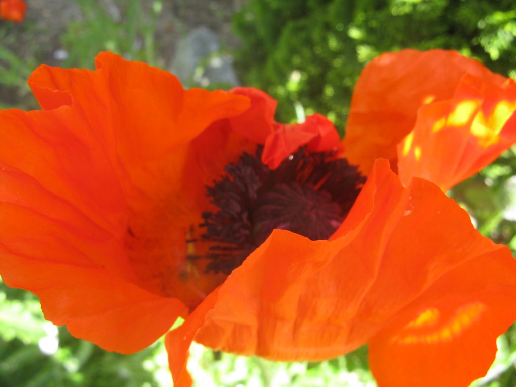 Peace and Poppies