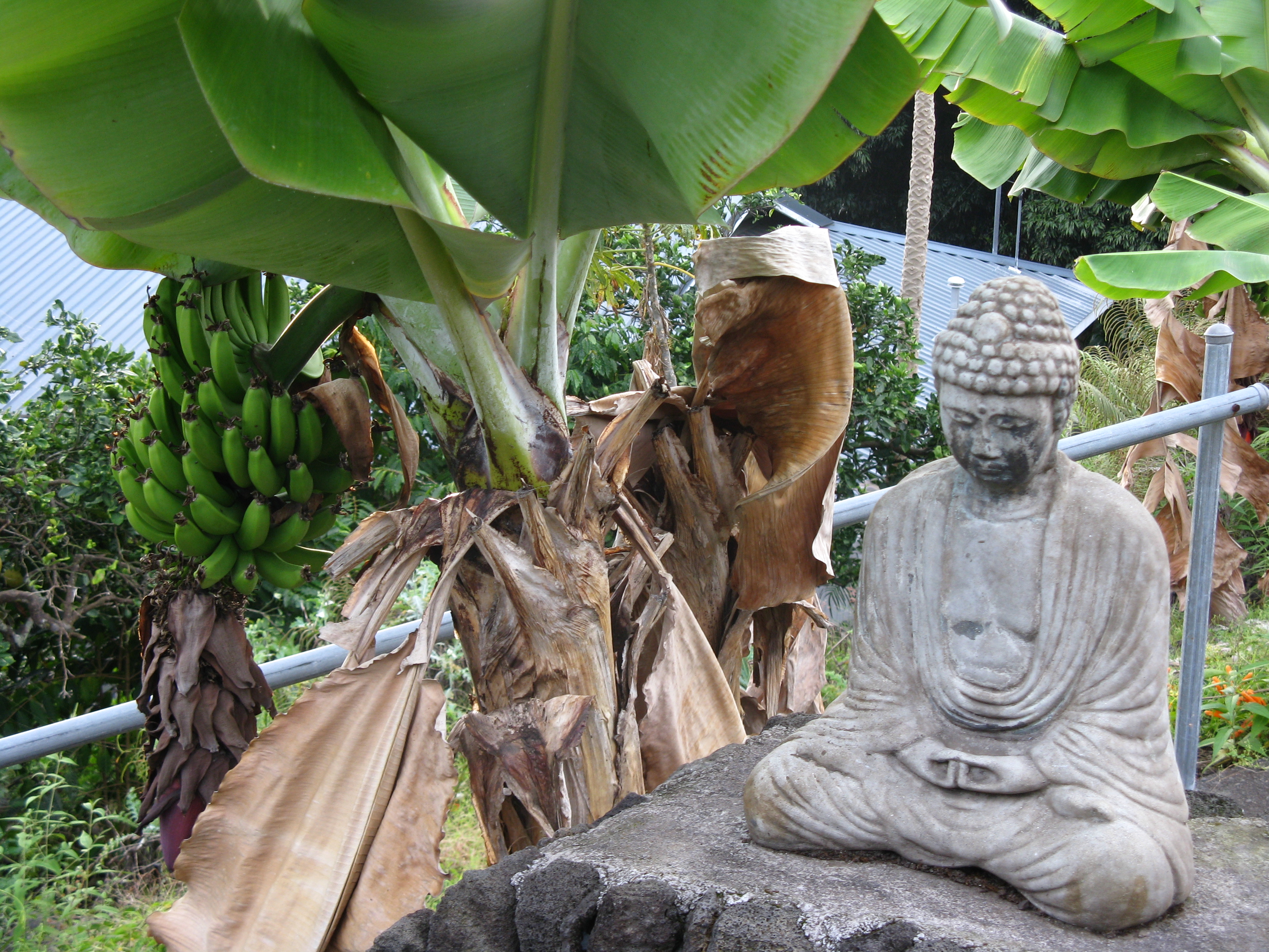 Buddha in Hawaii