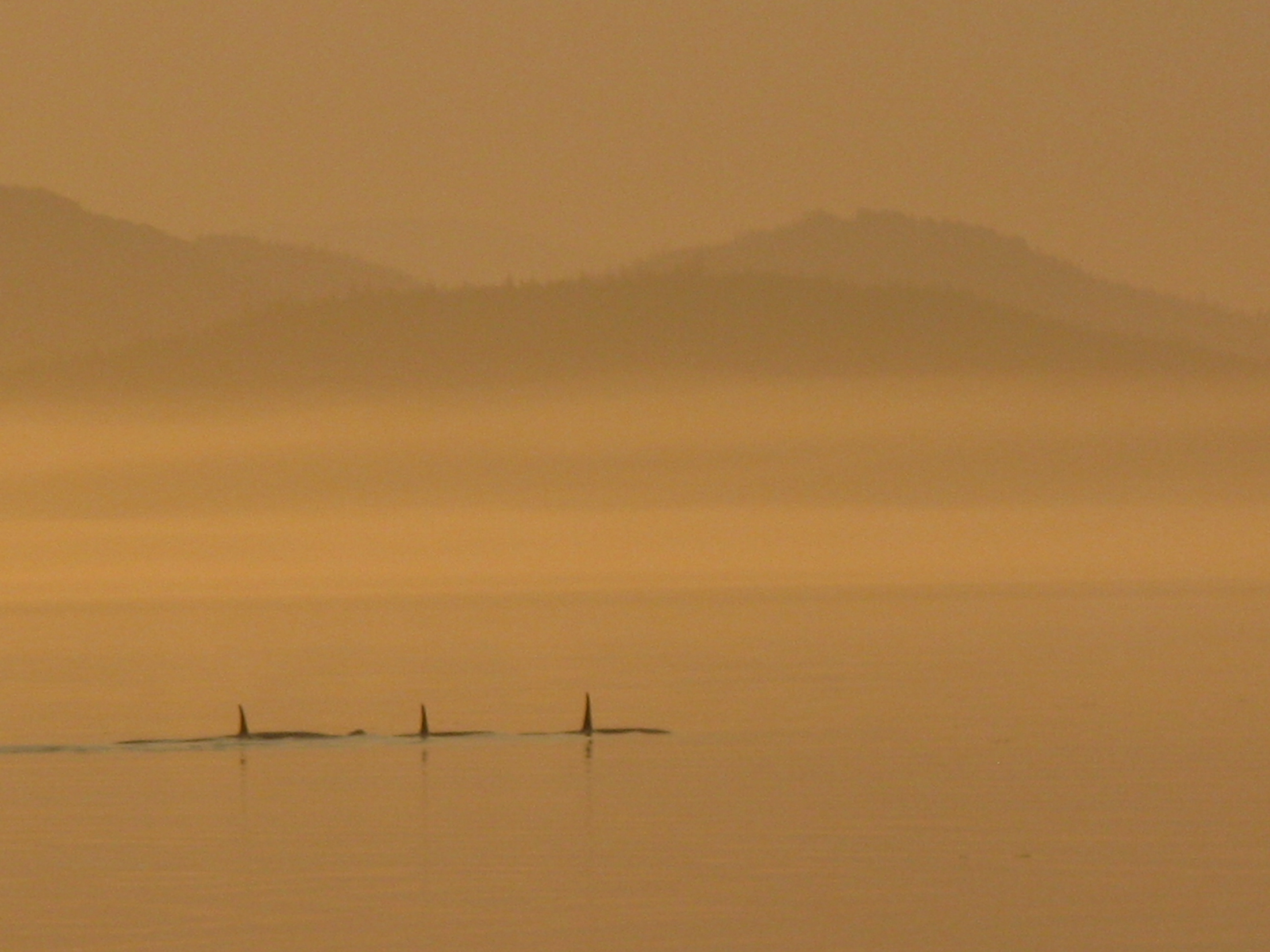 Orcas in the fog near Robson Bight