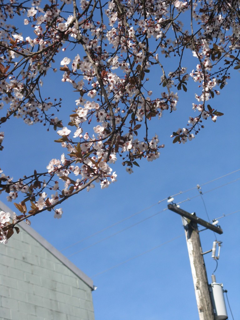 Picture of blossoms and telephone pole in Vancouver, BC