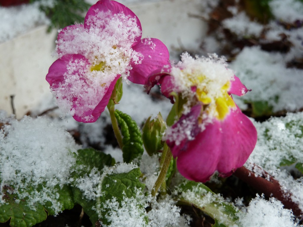 close up of primulas in snow 