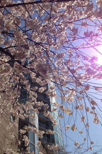 Cherry Blossoms & Faith