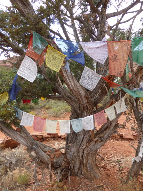 Tree At Stupa - Colleen Friesen