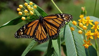 350px-Monarch_Butterfly_Danaus_plexippus_on_Milkweed_Hybrid_2800px