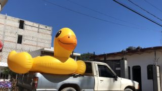 Duck in a Truck - Colleen Friesen